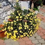 Bed & Breakfast Alle Ortensie Blu Sesta Godano