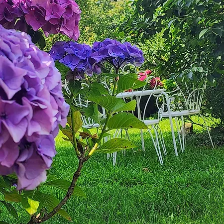 Alle Ortensie Blu Oda ve Kahvaltı Sesta Godano