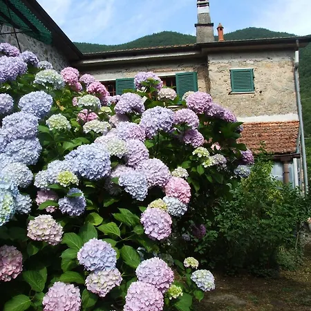 Alle Ortensie Blu