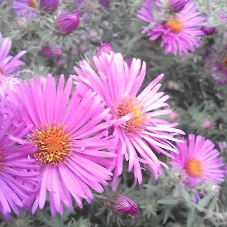 Alle Ortensie Blu 3*