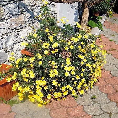 Frühstückspension Alle Ortensie Blu 3*