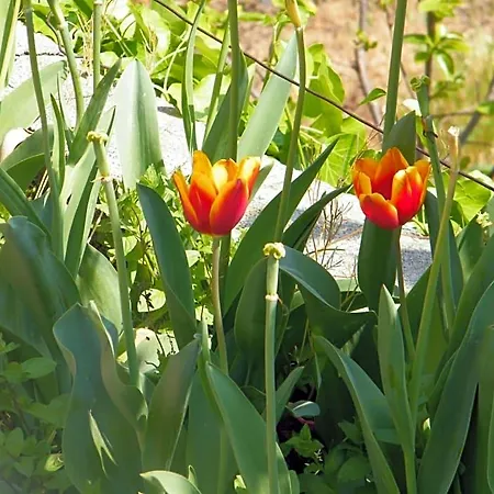 Frühstückspension Alle Ortensie Blu Sesta Godano