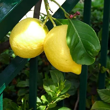 Frühstückspension Alle Ortensie Blu Sesta Godano