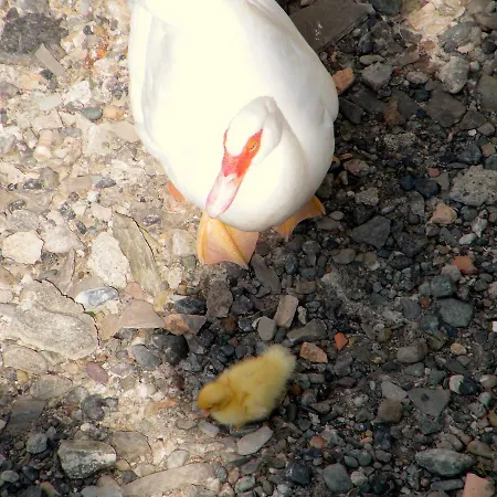 Alle Ortensie Blu ベッド・アンド・ブレックファスト 3*