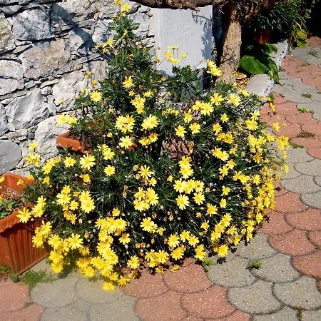 Oda ve Kahvaltı Alle Ortensie Blu Sesta Godano