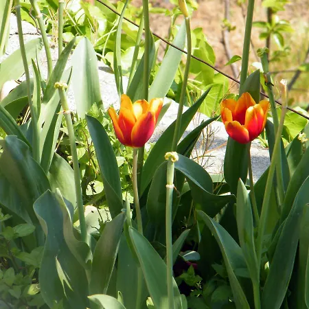 Alle Ortensie Blu Sesta Godano