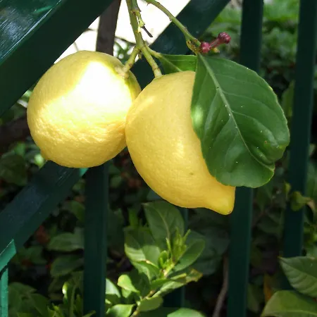 Oda ve Kahvaltı Alle Ortensie Blu Sesta Godano
