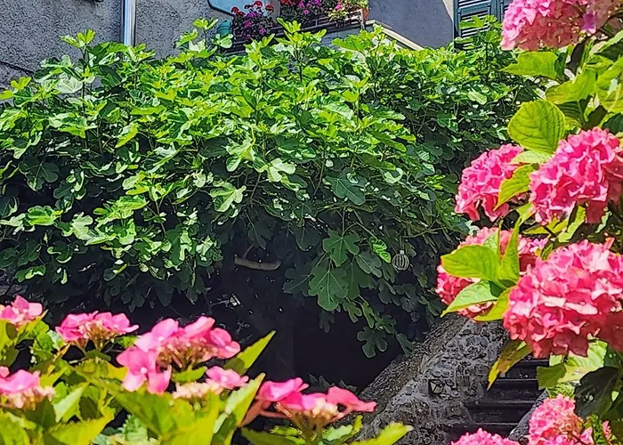 Alle Ortensie Blu Bed & Breakfast
