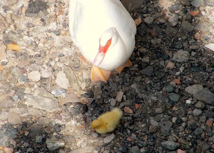 Alle Ortensie Blu Bed & Breakfast 3*